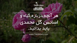 اسانس گل محمدی 