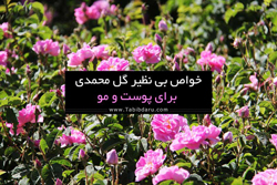 خواص گل محمدی برای پوست و مو 