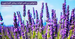 خواص بی نظیر اسانس و گیاه لاواند (اسطوخودوس)