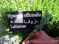 گیاه زوفا - Hysopus Officinalis 