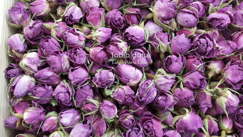 کیفیت بی نظیر غنچه های گل محمدی شرکت طبیب دارو