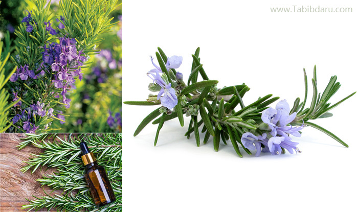 گیاه رزماری، گل رزماری، خواص رزماری، خاصیت رزماری، رزماری اسانس