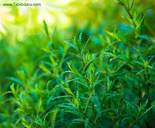 خواص ترخون tarragon plant