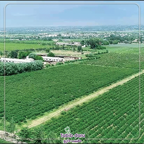 تاریخچه‌ی شرکت